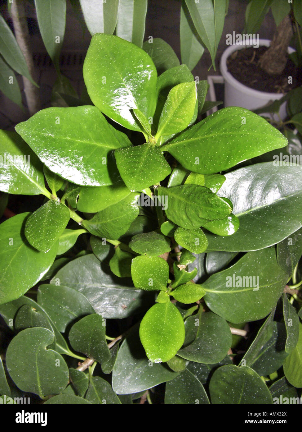 karaka nut, New Zealand Laurel (Corynocarpus laevigatus ), leaves Stock Photo