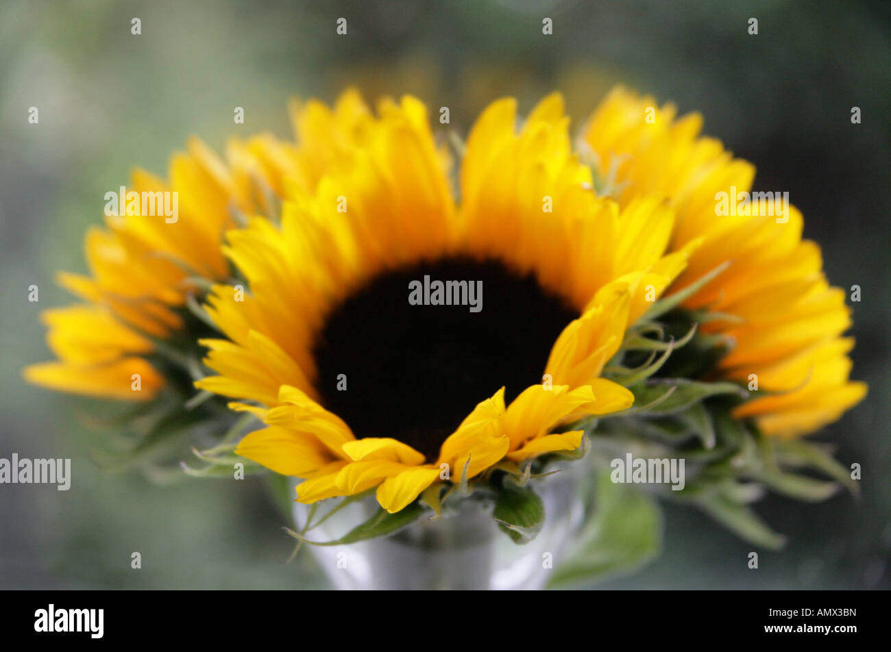 Three Sunflowers in a Glass Pot, Helianthus annuus, Asteraceae Stock Photo