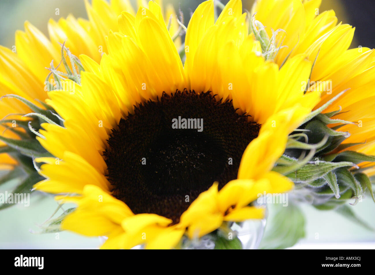 Three Sunflowers in a Glass Pot, Helianthus annuus, Asteraceae Stock Photo