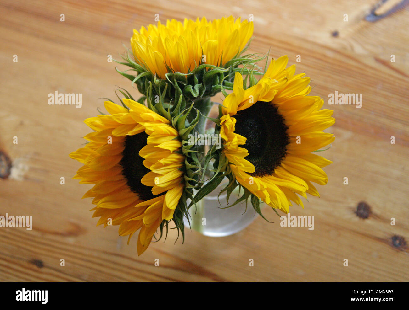 Three Sunflowers in a Glass Pot, Helianthus annuus, Asteraceae Stock