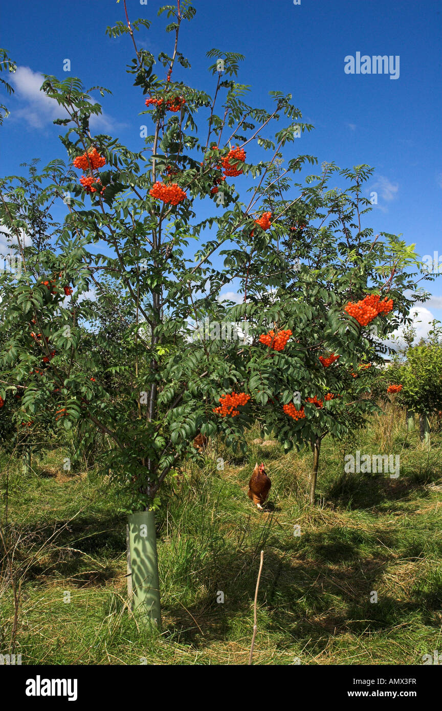 Mountain Ash tree with fruit on in a free range hen enclosure Sorbus aucuparia Stock Photo
