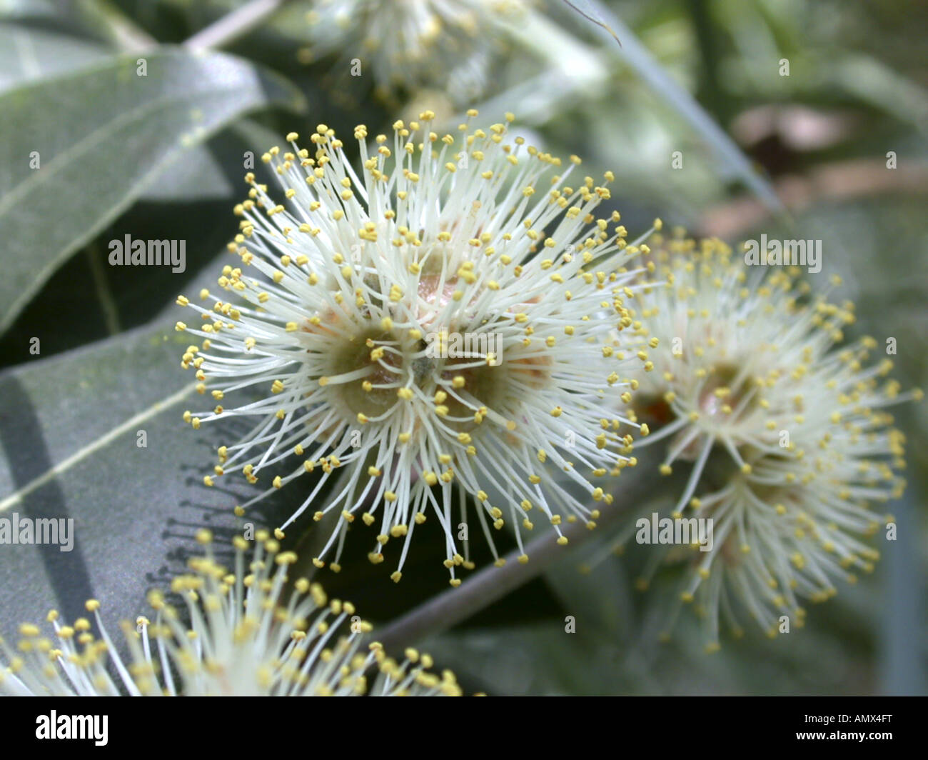 turpentine, turpentine tree (Syncarpia glomulifera), inflorescences Stock Photo