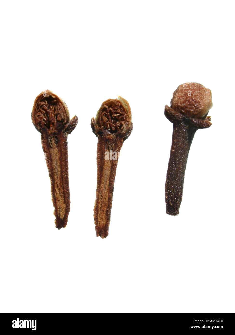 Cloves, Clove tree (Syzygium aromaticum), dry flower buds Stock Photo