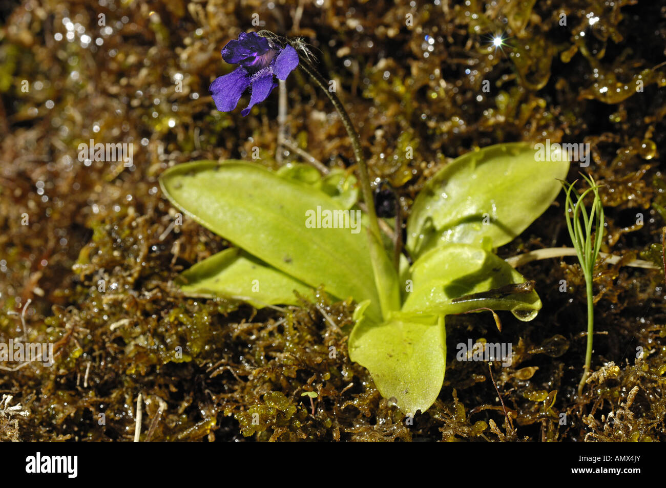 Greater Butterwort (Pinguicula grandiflora), blooming, Spain, Pyrenaeen, NP Ordesa Stock Photo