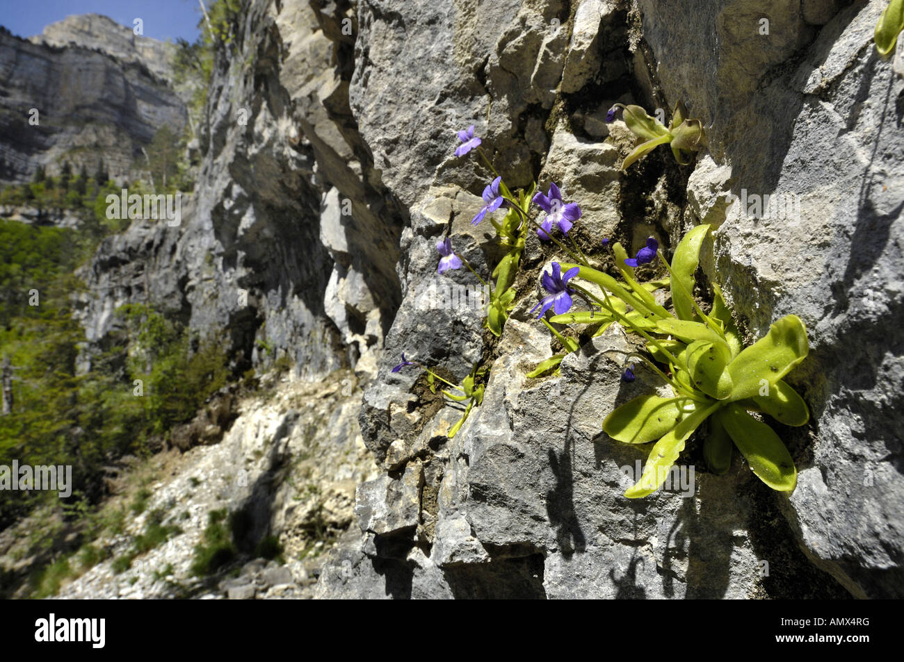 Greater Butterwort (Pinguicula grandiflora), blooming on rock wall, Spain, Pyrenaeen, NP Ordesa Stock Photo