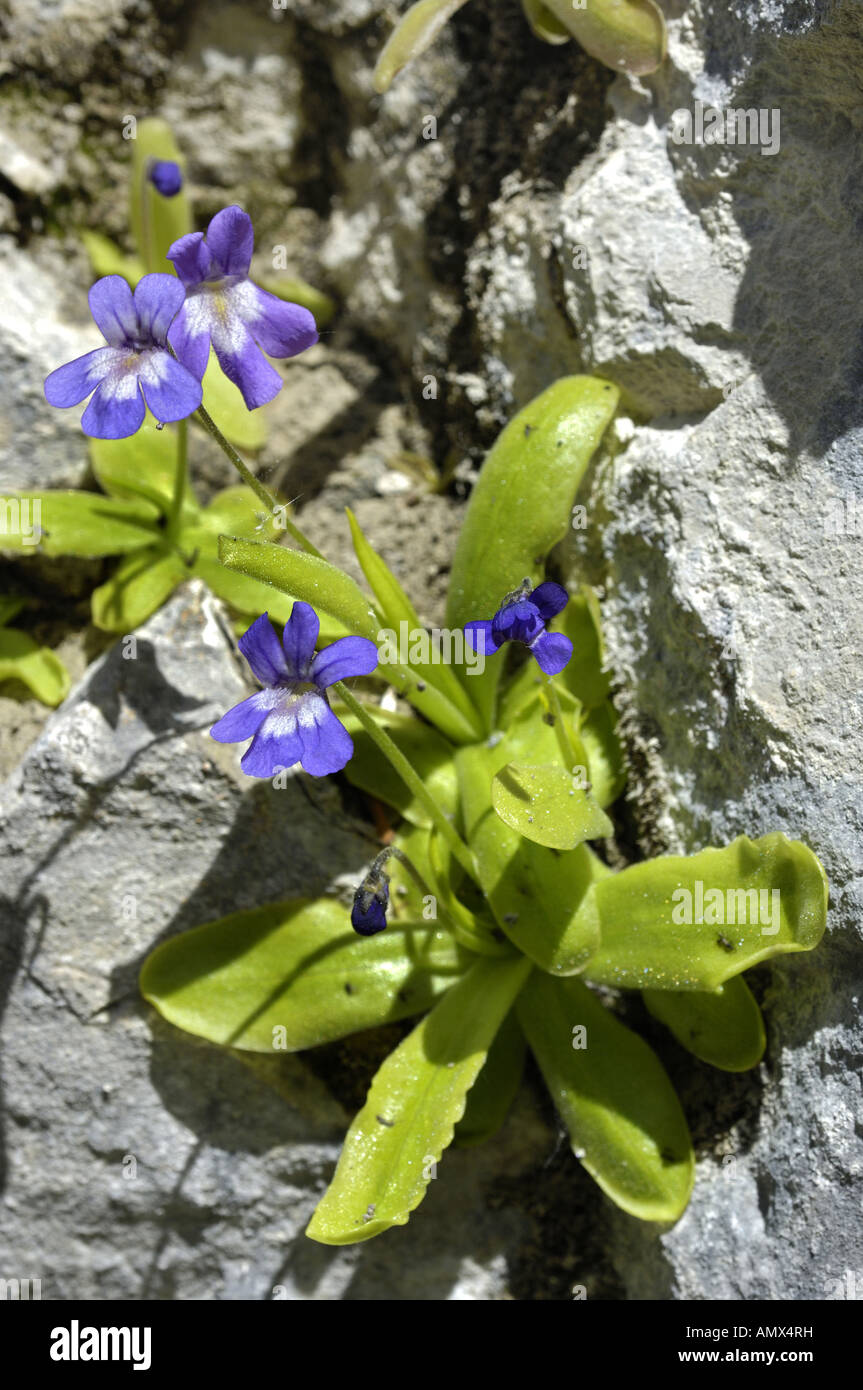 Greater Butterwort (Pinguicula grandiflora), blooming, Spain, Pyrenaeen, NP Ordesa Stock Photo