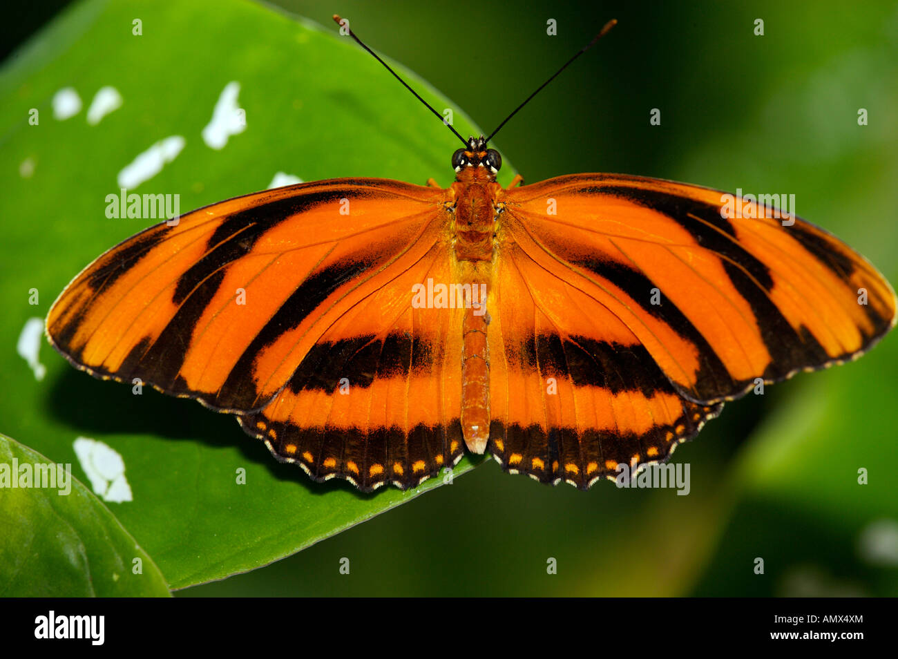 Butterfly gardens victoria vancouver island hires stock photography
