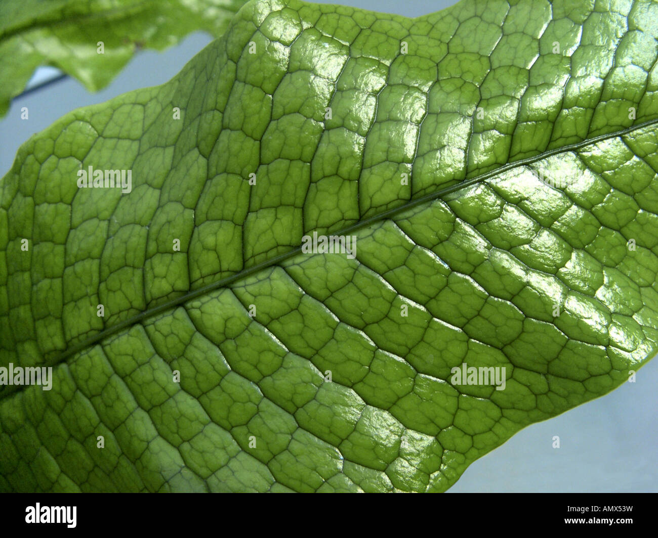 Crocodile fern (Microsorum musifolium 'Crocodyllus', Microsorum musifolium Crocodyllus, Microsorum 'Crocodyllus', Microsorum Cr Stock Photo