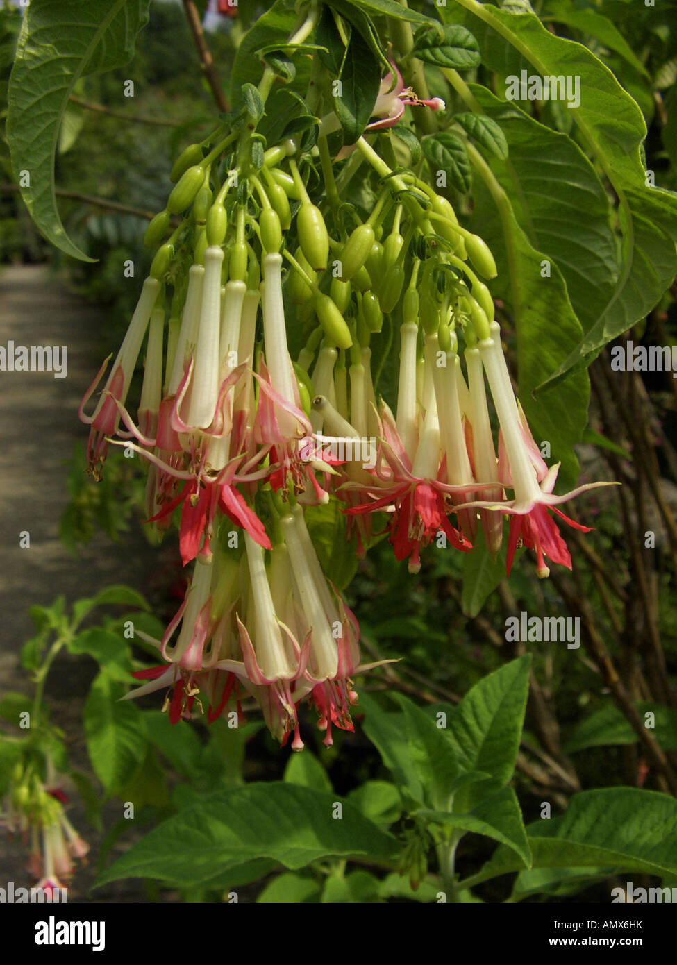 Bolinian Fuchsia (Fuchsia boliviana ssp. luxurians), flowers Stock Photo
