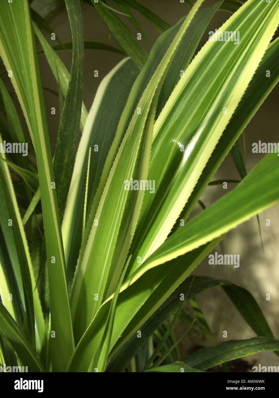 pahong (Pandanus veitchii), leaves Stock Photo
