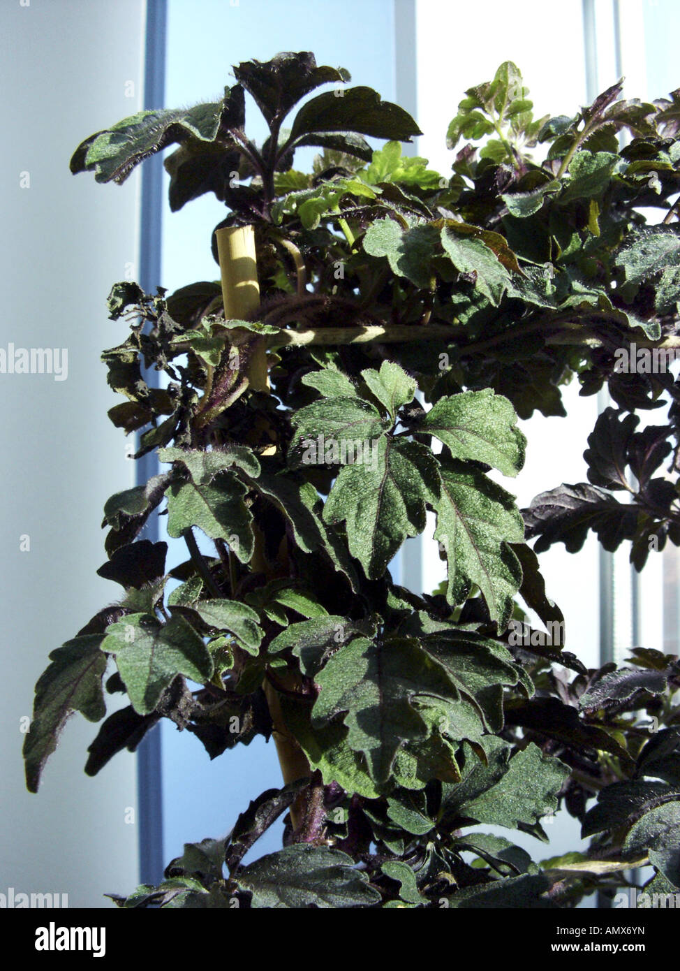 Mikania (Mikania ternata), potted plant on a windowsill Stock Photo