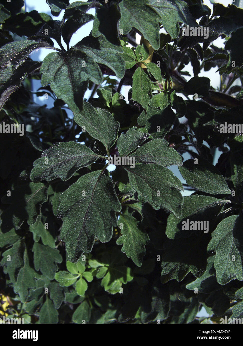 Mikania (Mikania ternata), leaves Stock Photo