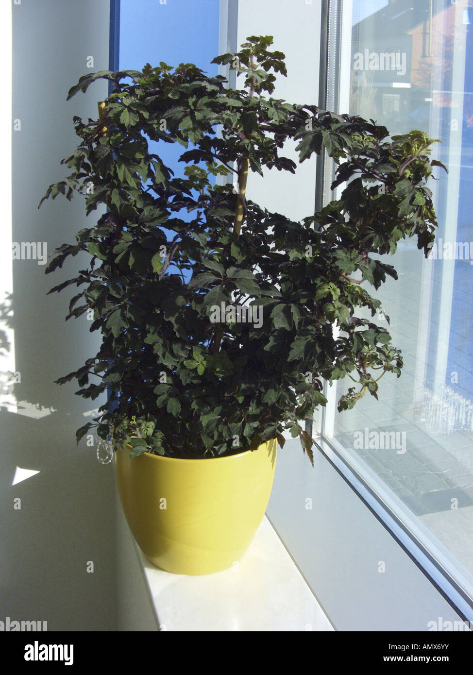 Mikania (Mikania ternata), potted plant on a windowsill Stock Photo