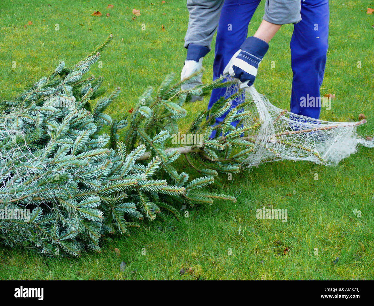positioning of a christmas tree, man removing the net from the