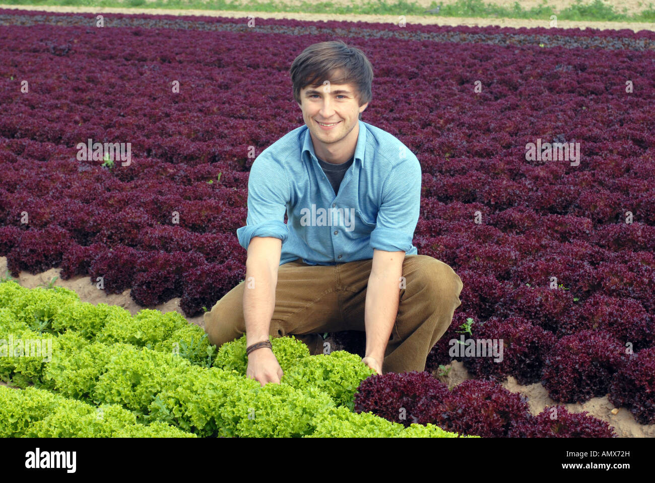 garden lettuce (Lactuca sativa), man harvesting lettuce, Germany, Rhineland-Palatinate Stock Photo
