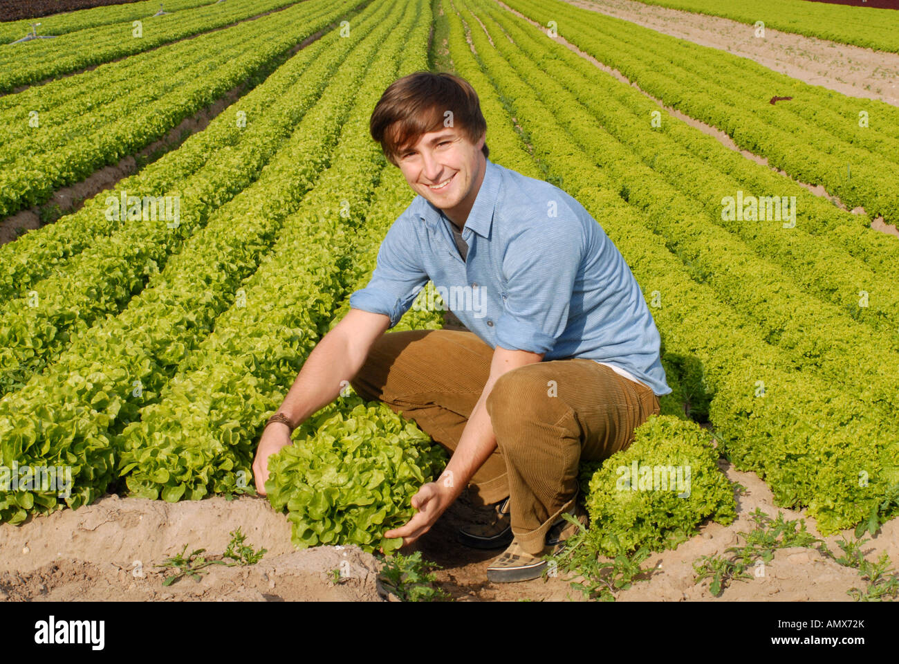 garden lettuce (Lactuca sativa), man harvesting lettuce, Germany, Rhineland-Palatinate Stock Photo