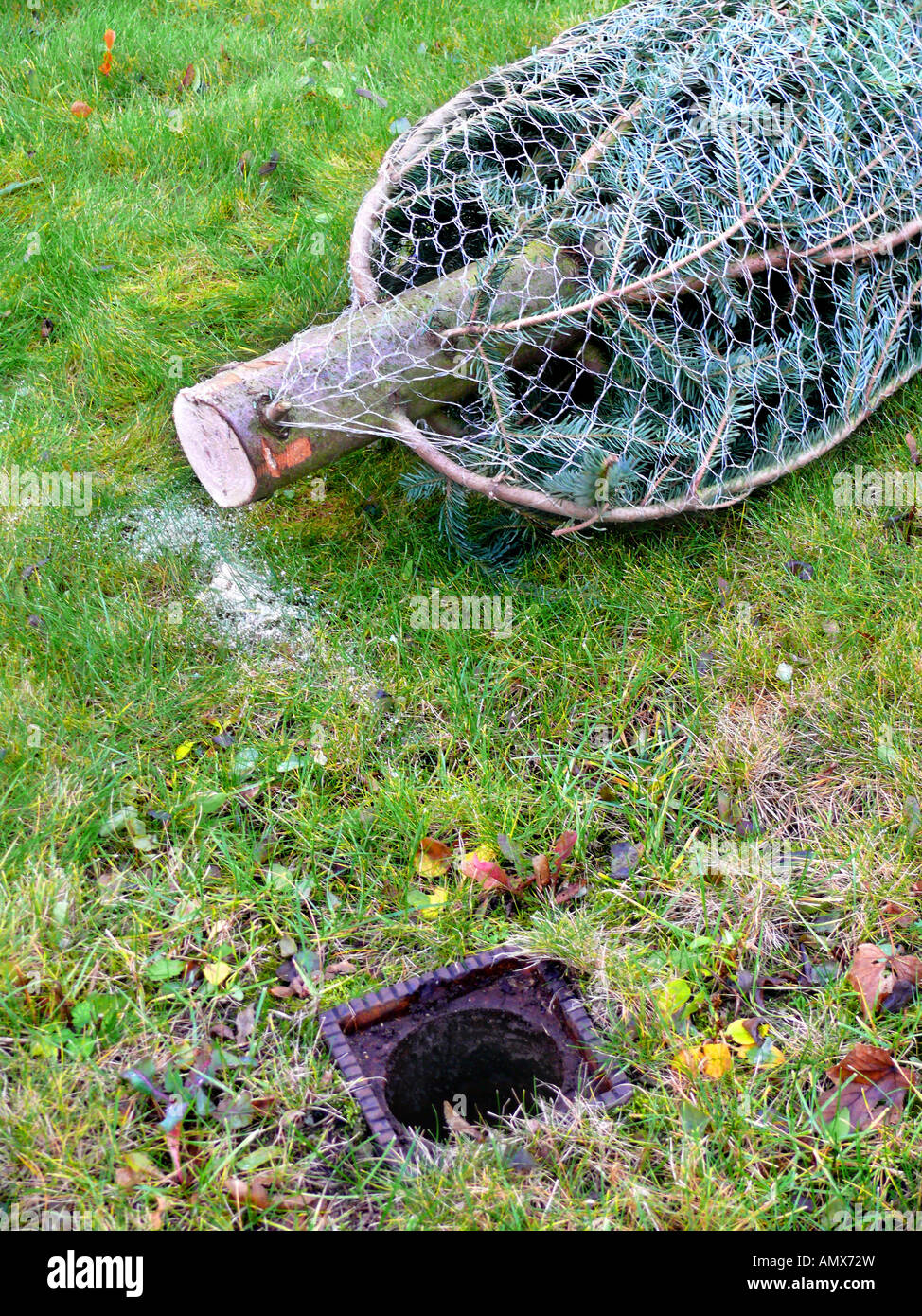 christmas tree in net lying beside the christmas tree stand, Germany
