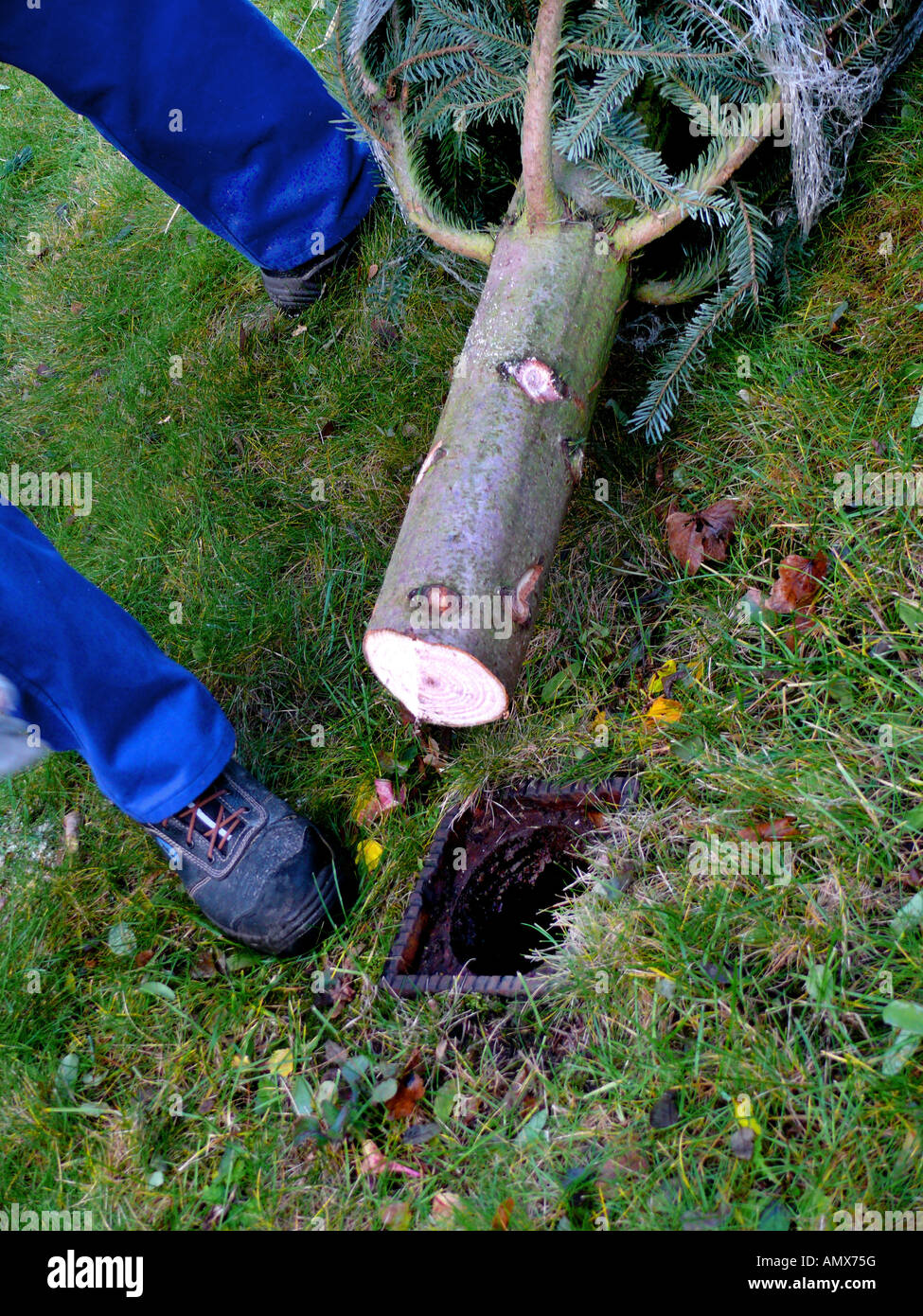 positioning of a christmas tree, christmas tree lying beside the ...