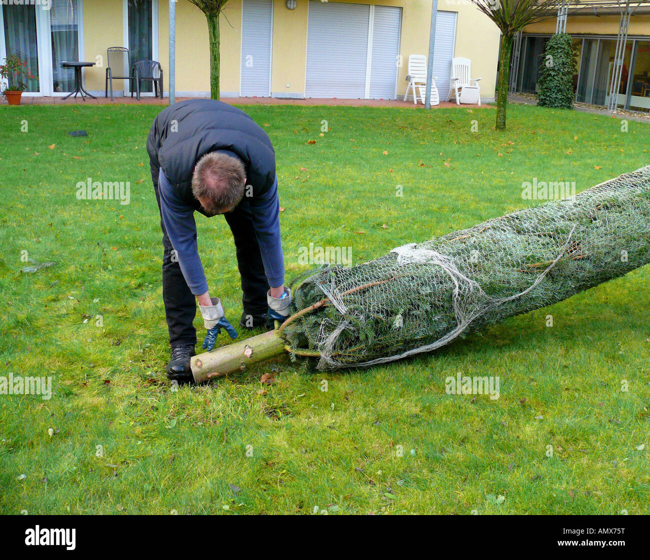 positioning of a christmas tree, man positioning the christmas tree