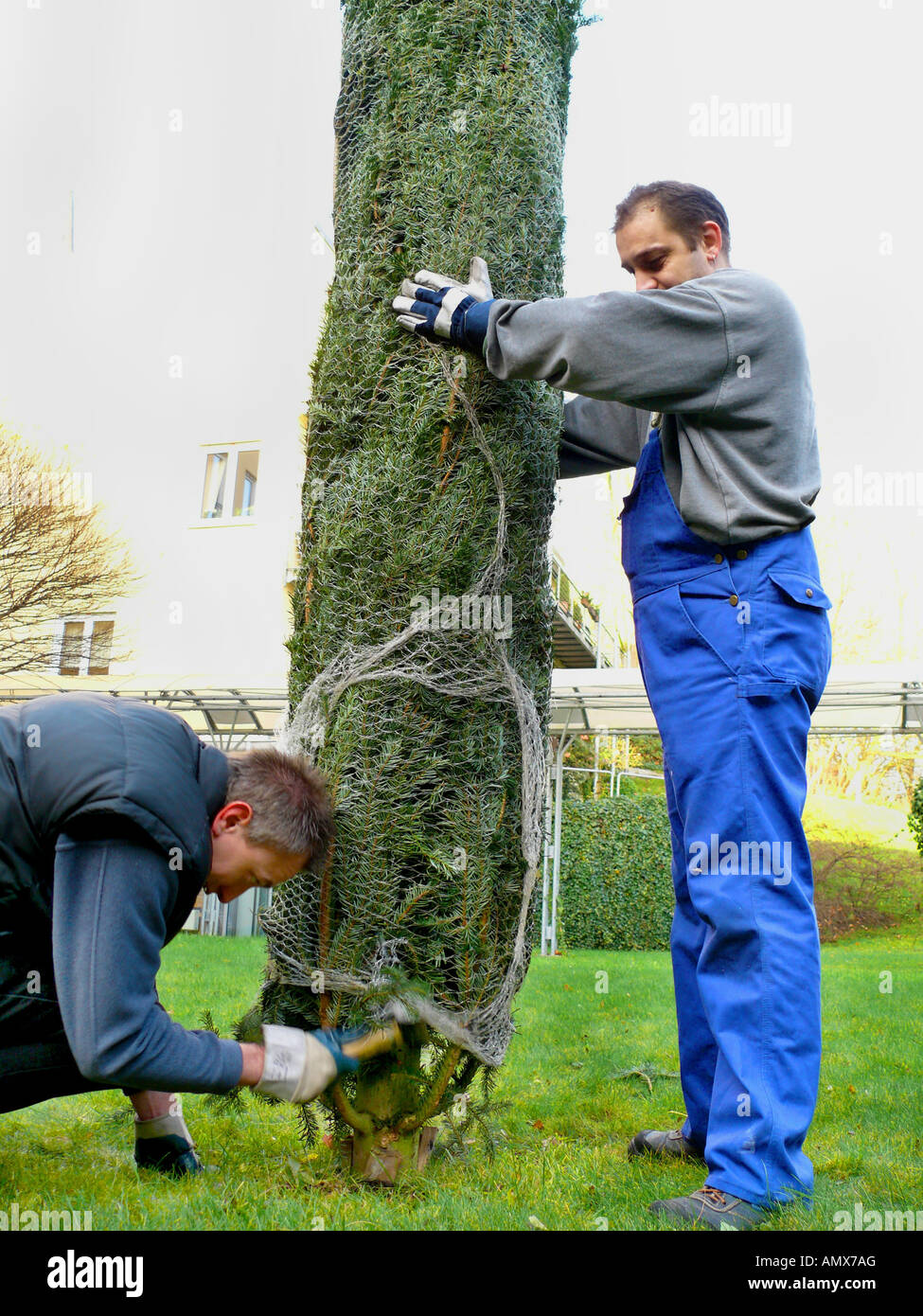 positioning of a christmas tree, man positioning the christmas tree