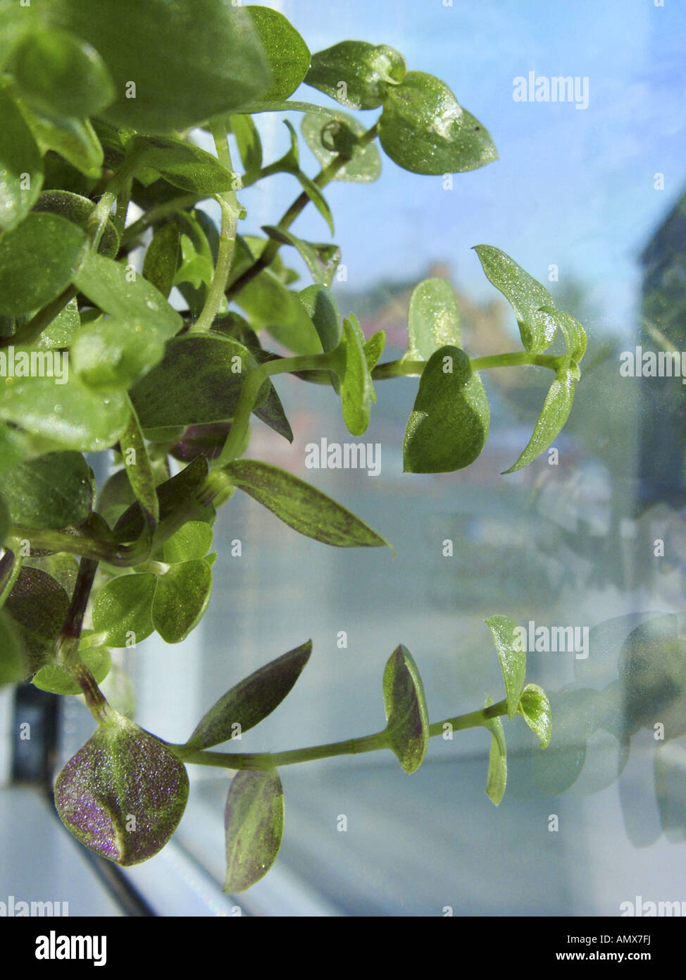 Turtle Vine (Callisia repens), potted plant on a windowsill, sprouts Stock Photo