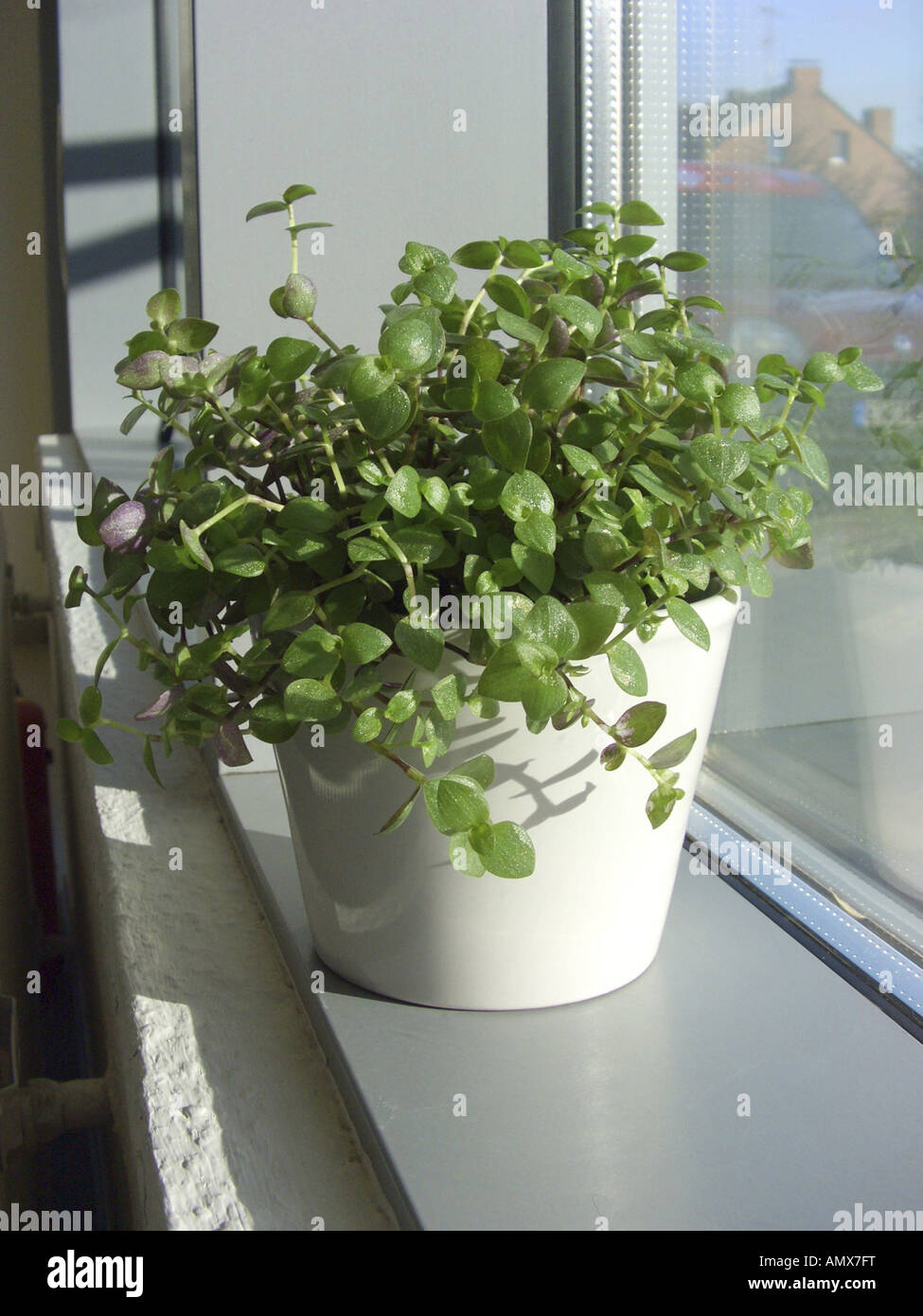Turtle Vine (Callisia repens), potted plant on a windowsill Stock Photo