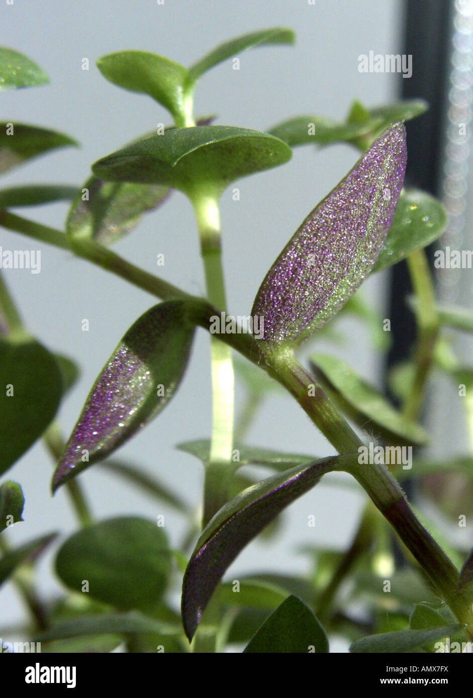 Turtle Vine (Callisia repens), sprout, underside of leaf Stock Photo