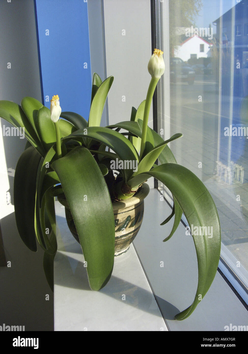 Shaving Brush Plant, Brush Plant (Haemanthus albiflos), blooming potted