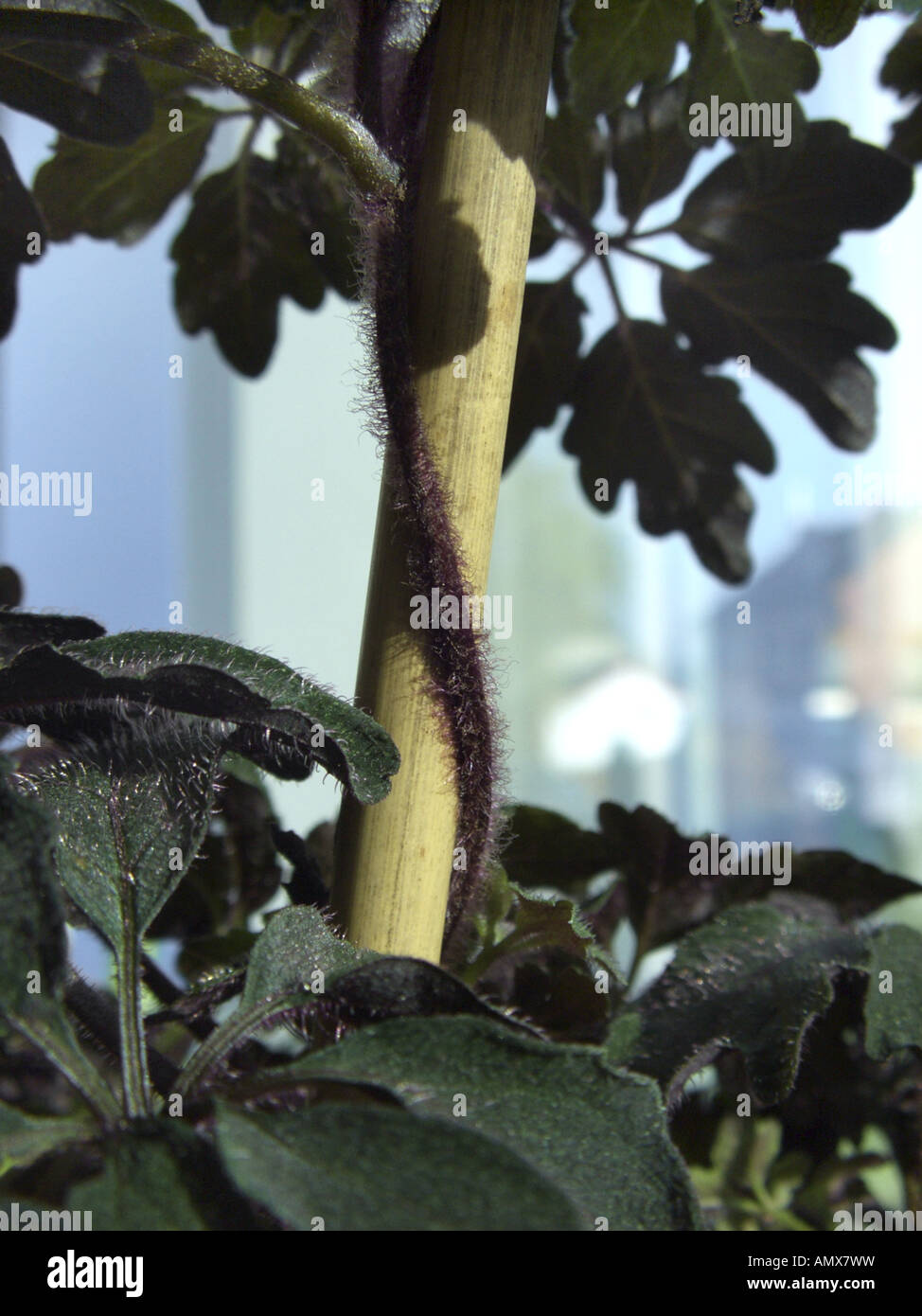 Mikania (Mikania ternata), potted plnnt, twining sprout Stock Photo