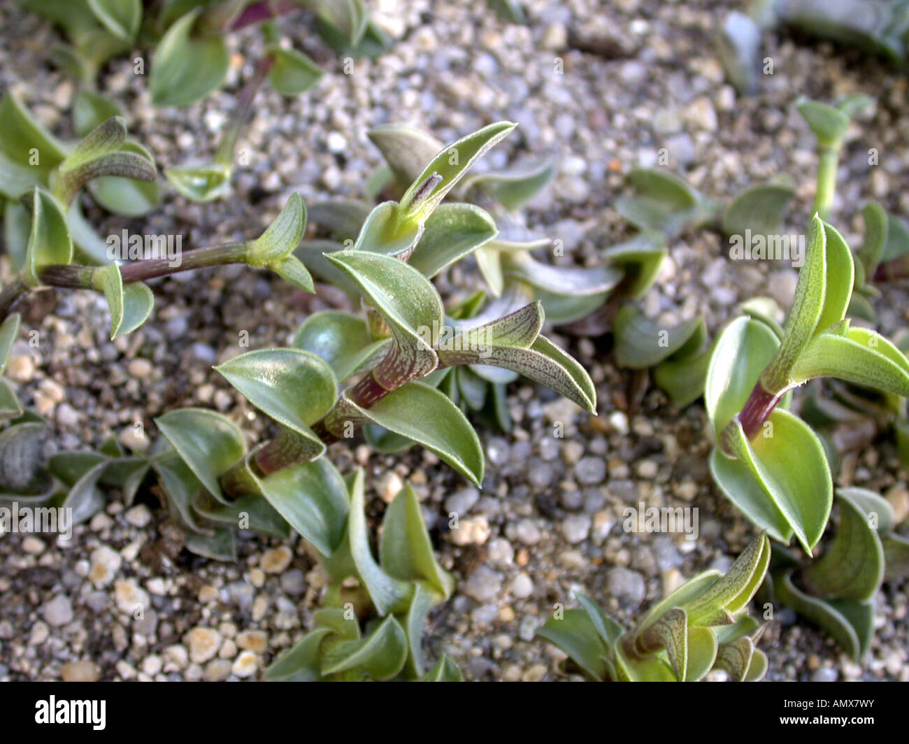 chain plant, chainplant (Callisia navicularis), sprouts Stock Photo