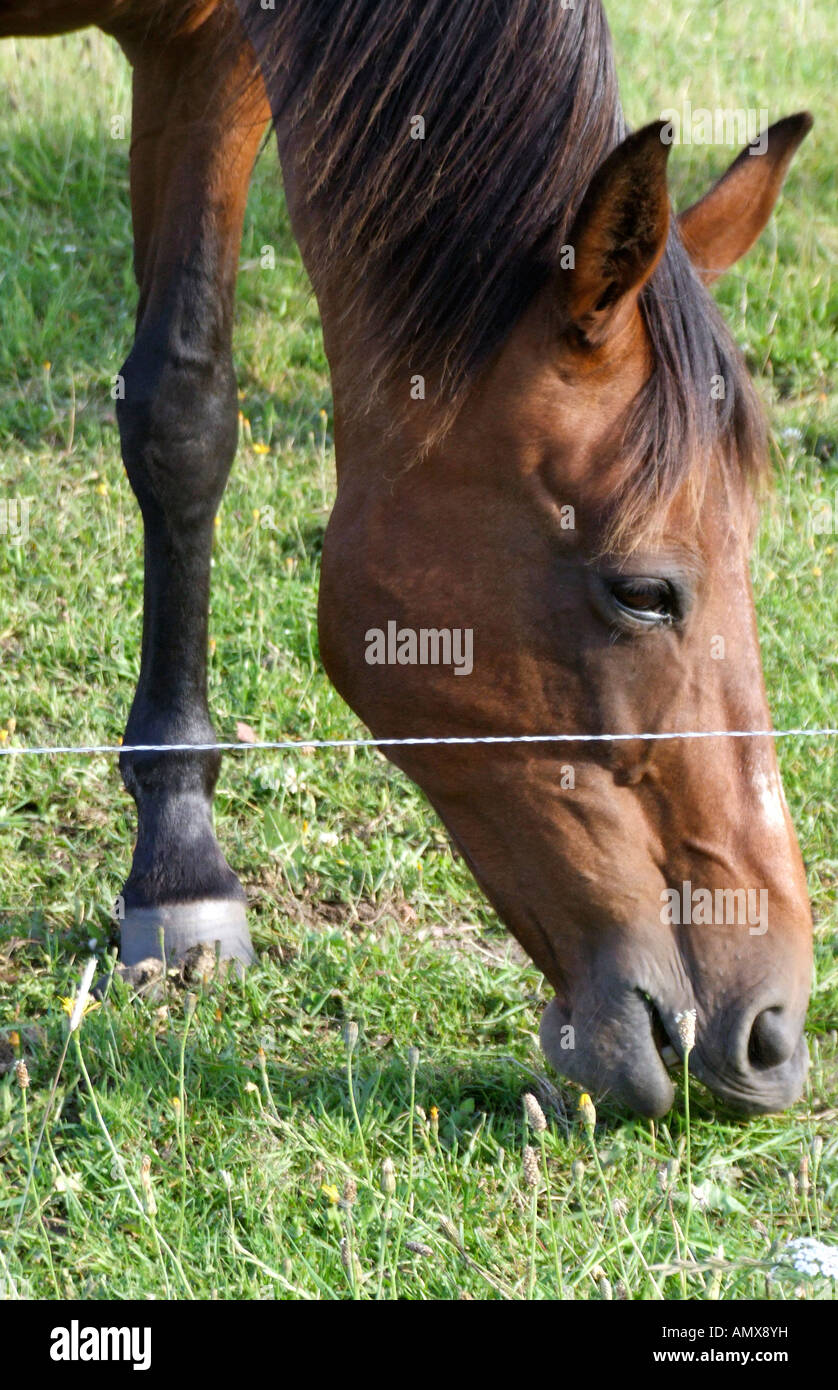 Brown horse Stock Photo