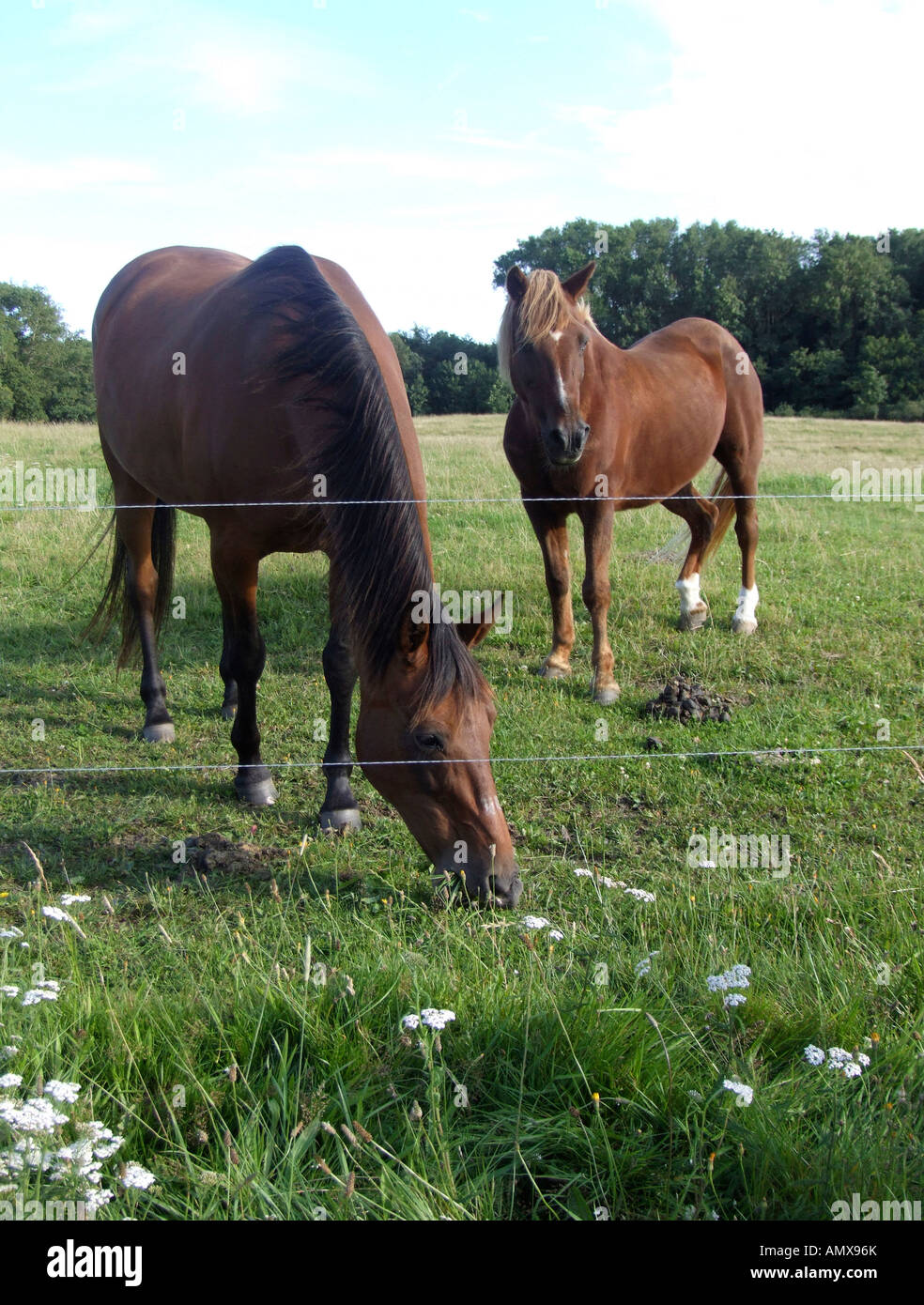 Brown horses Stock Photo