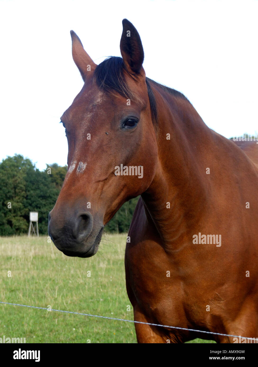 Brown horse Stock Photo