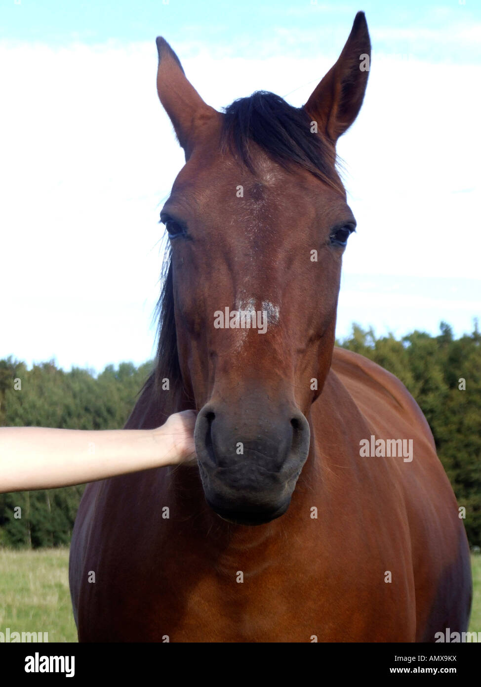 Brown horse Stock Photo