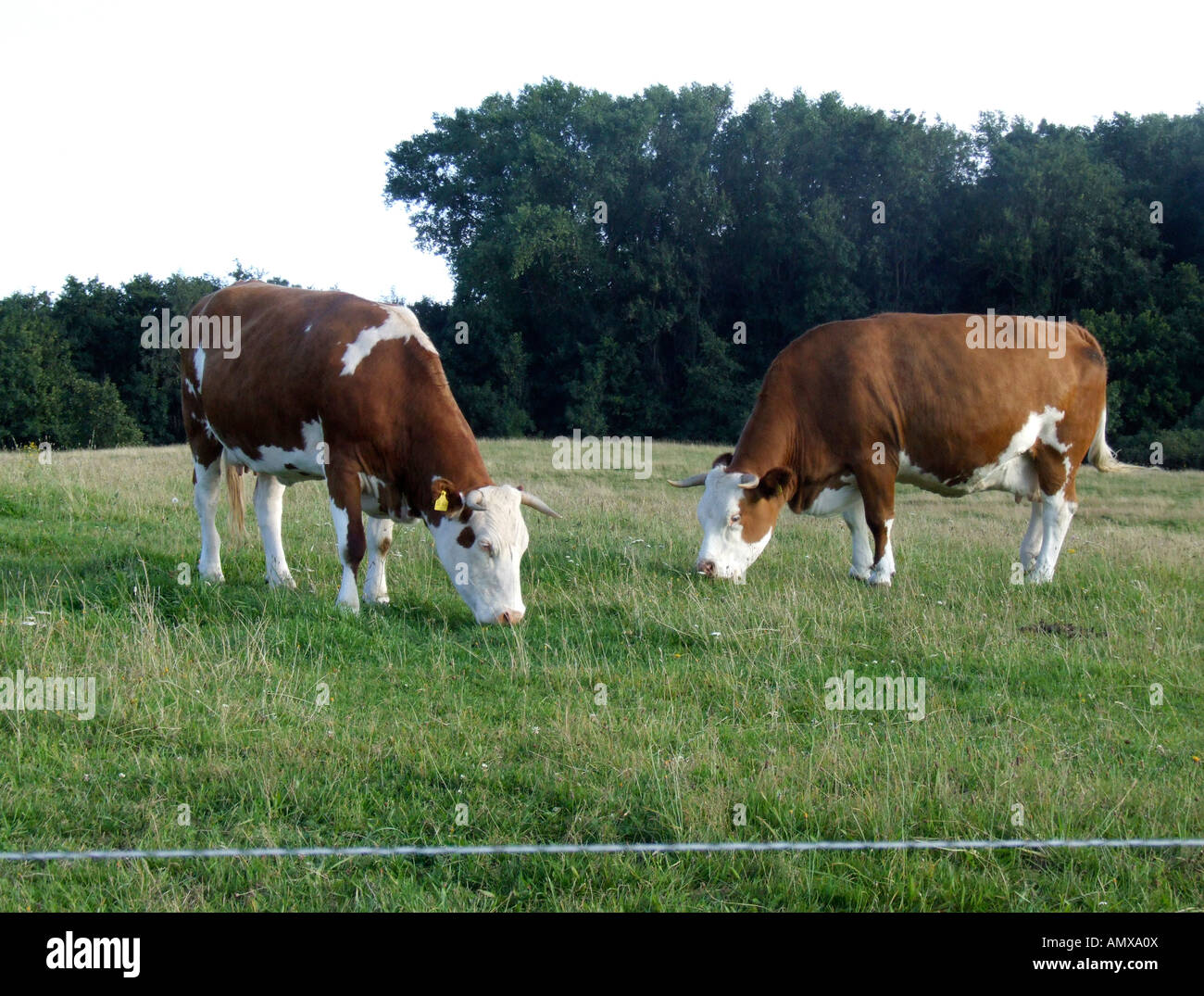 Cows on pasture Stock Photo