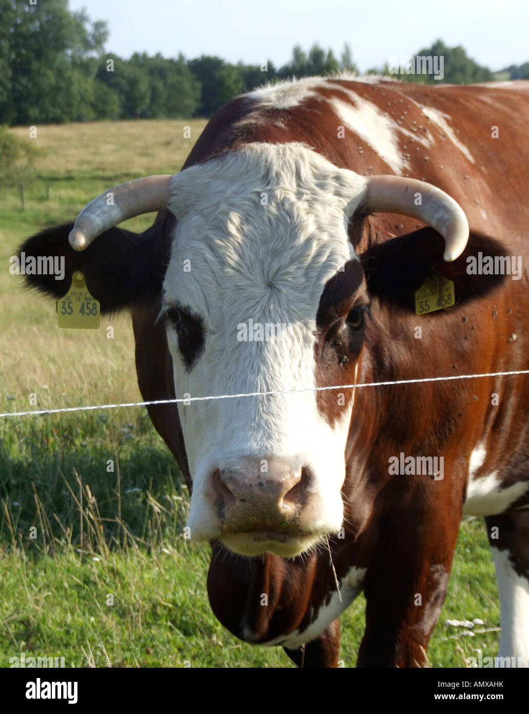 Cow on pasture Stock Photo