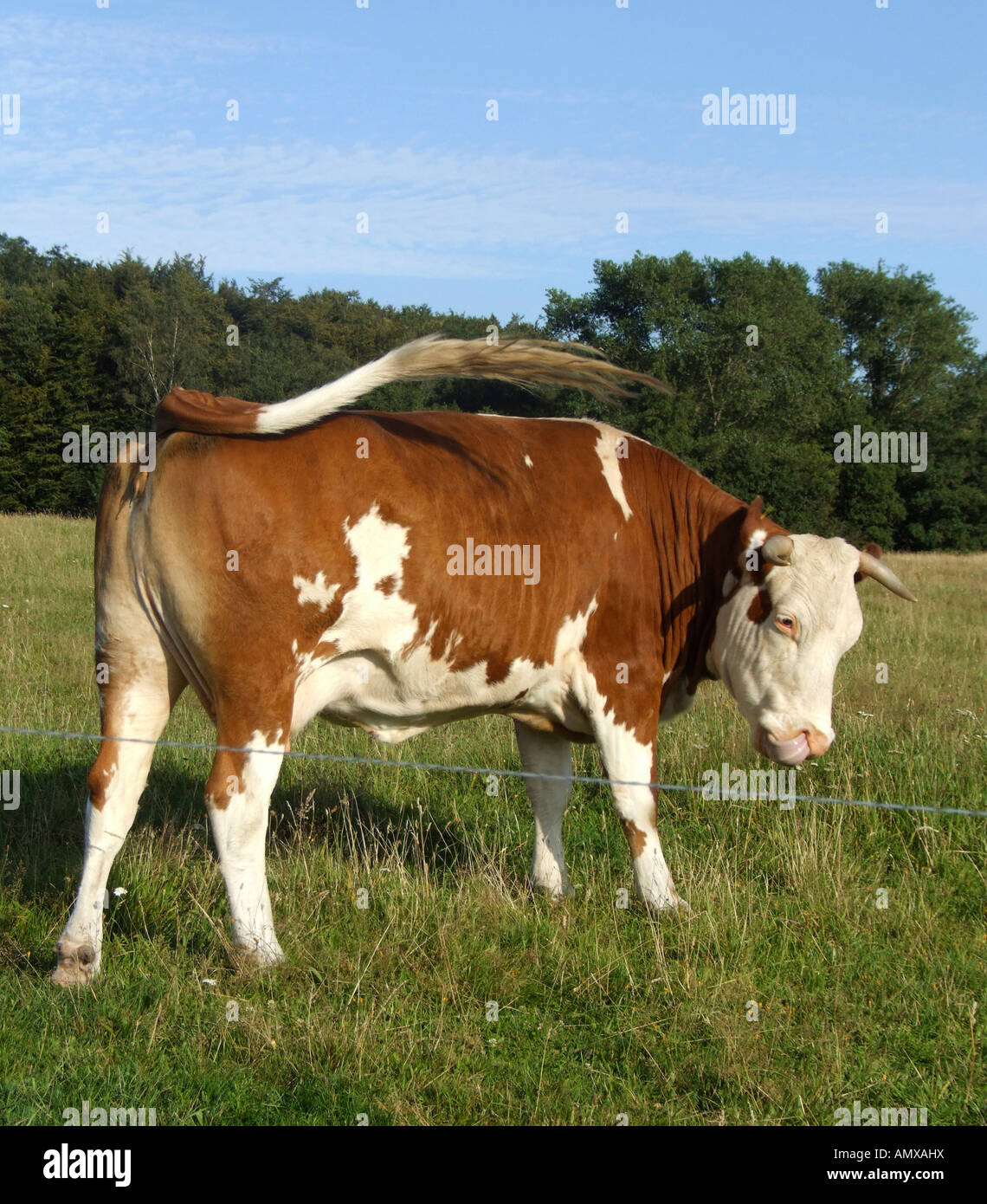 Cow on pasture Stock Photo
