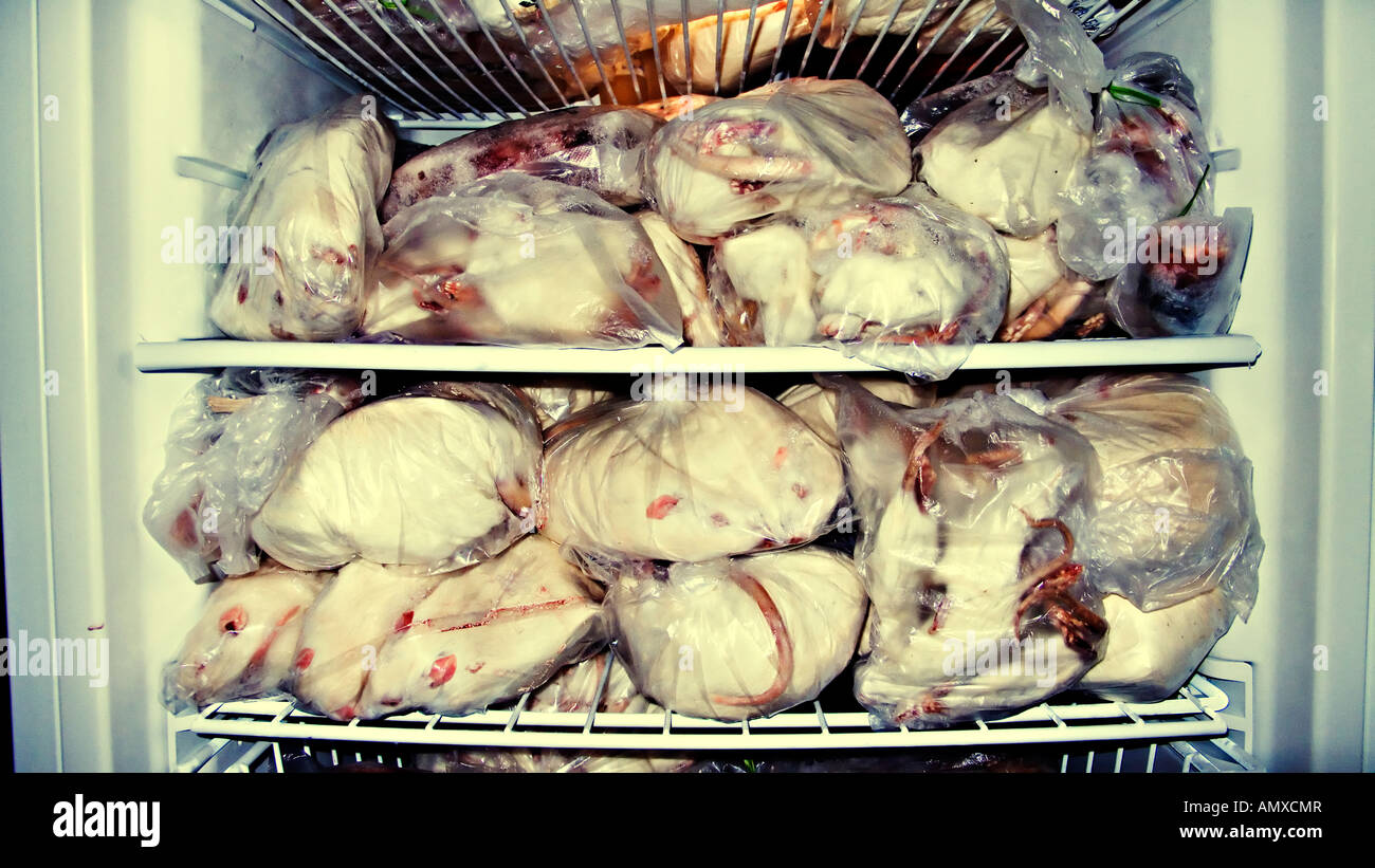 Frozen rats for dissection in a school freezer Stock Photo