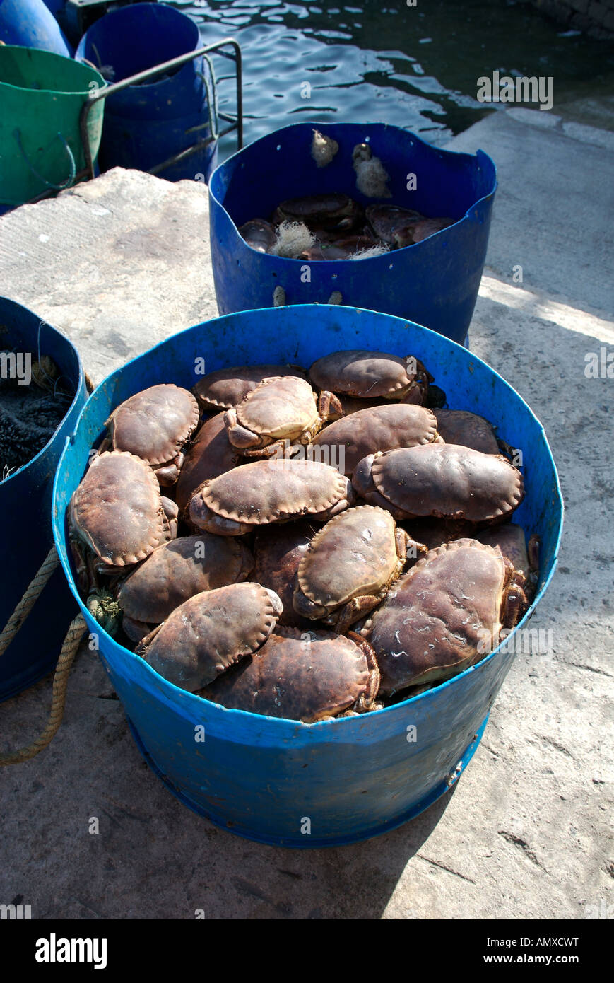 Crabs in a bucket hires stock photography and images Alamy