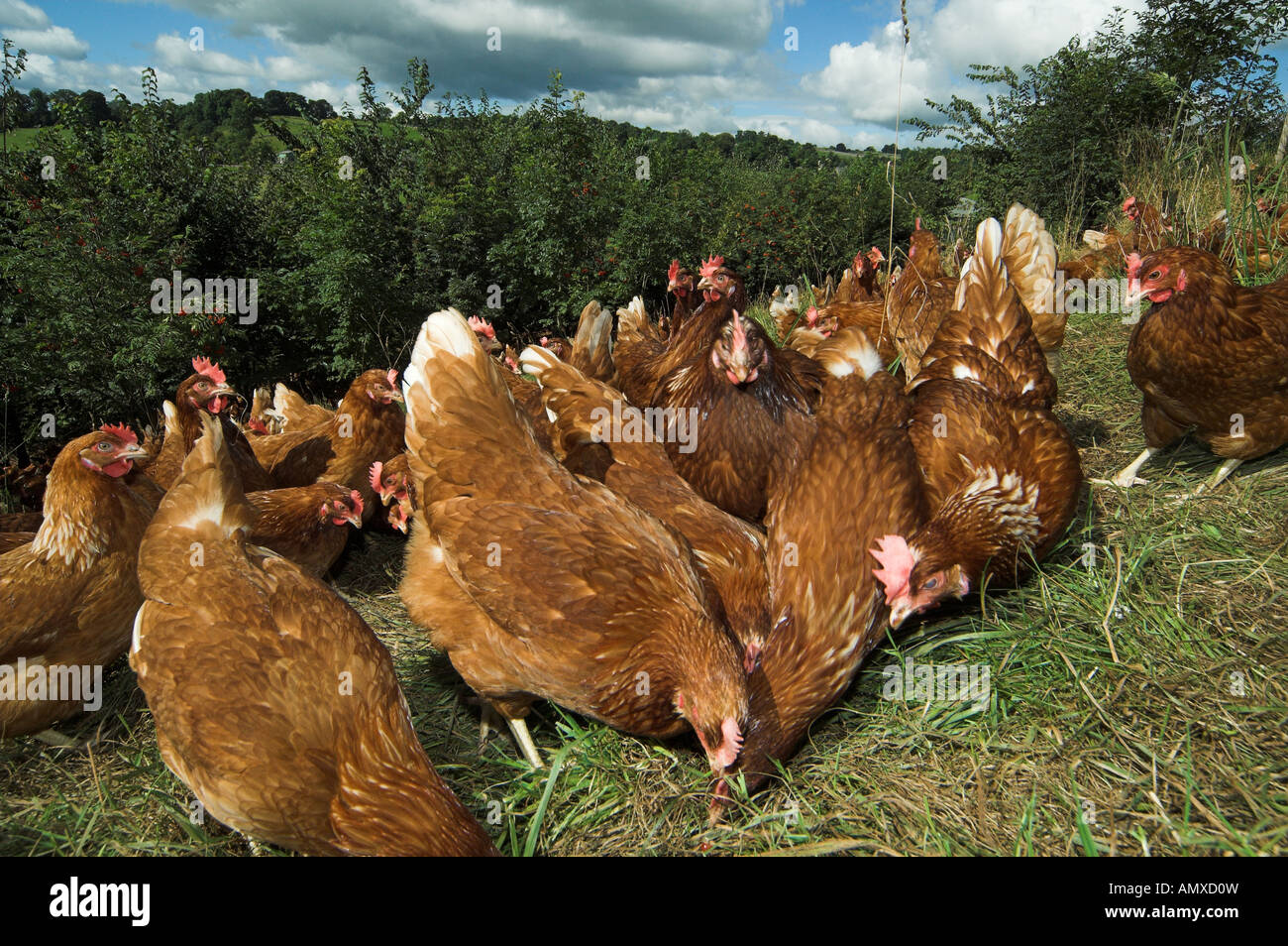 Free Range hens feeding in woodland Stock Photo