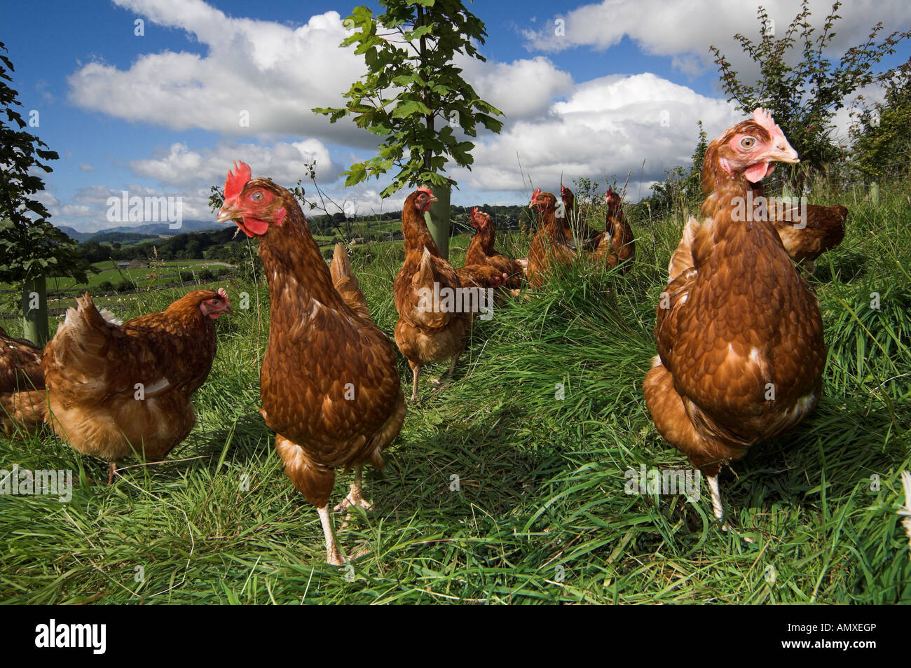 Free Range hens feeding in woodland Stock Photo