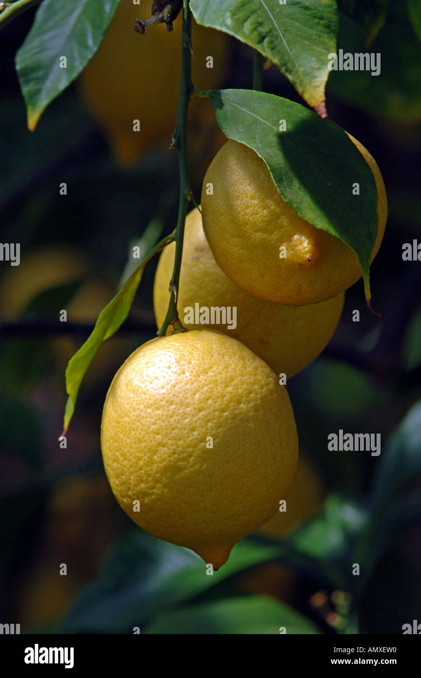 Common or Garden Lemon Stock Photo - Alamy