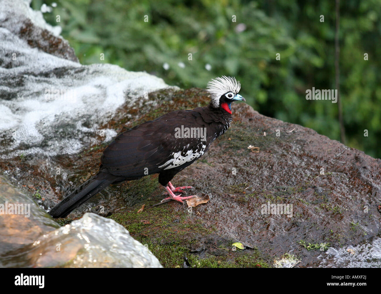 Cresting black fronted piping guan Stock Photo