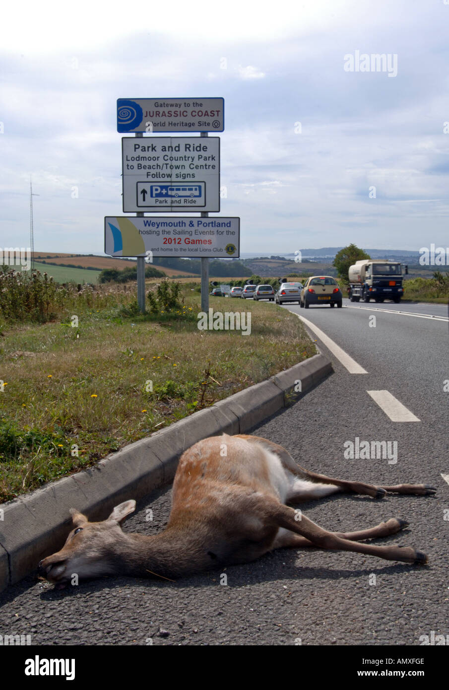 Dead deer on road, roadkill, Britain UK Stock Photo Alamy
