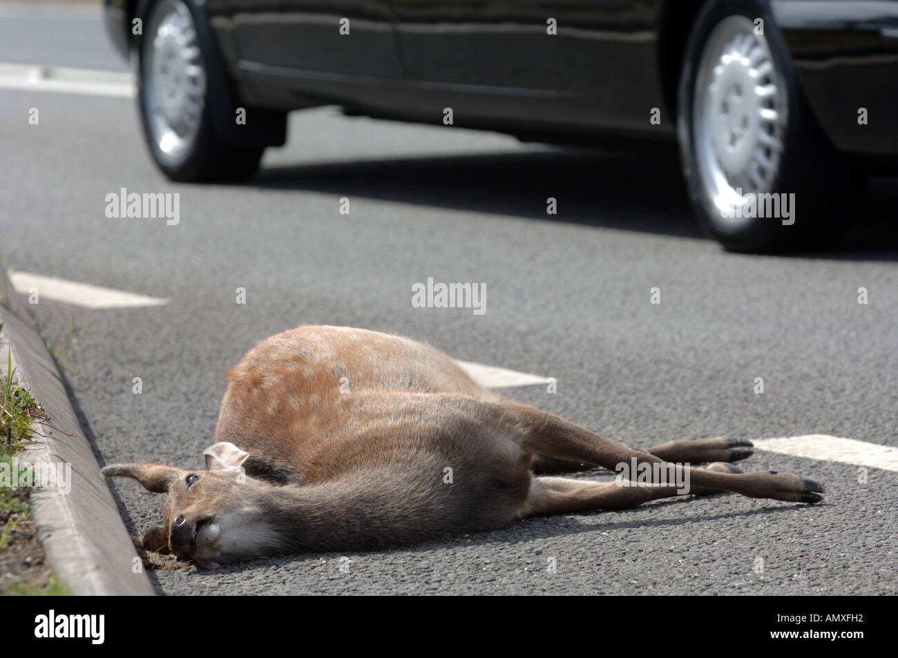 Deer car crash High Resolution Stock Photography and Images Alamy