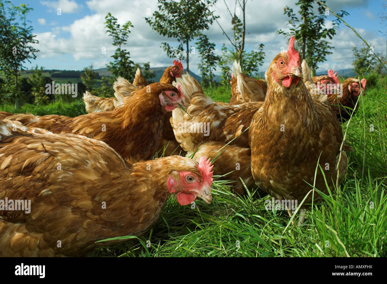 Free Range hens feeding in woodland Stock Photo