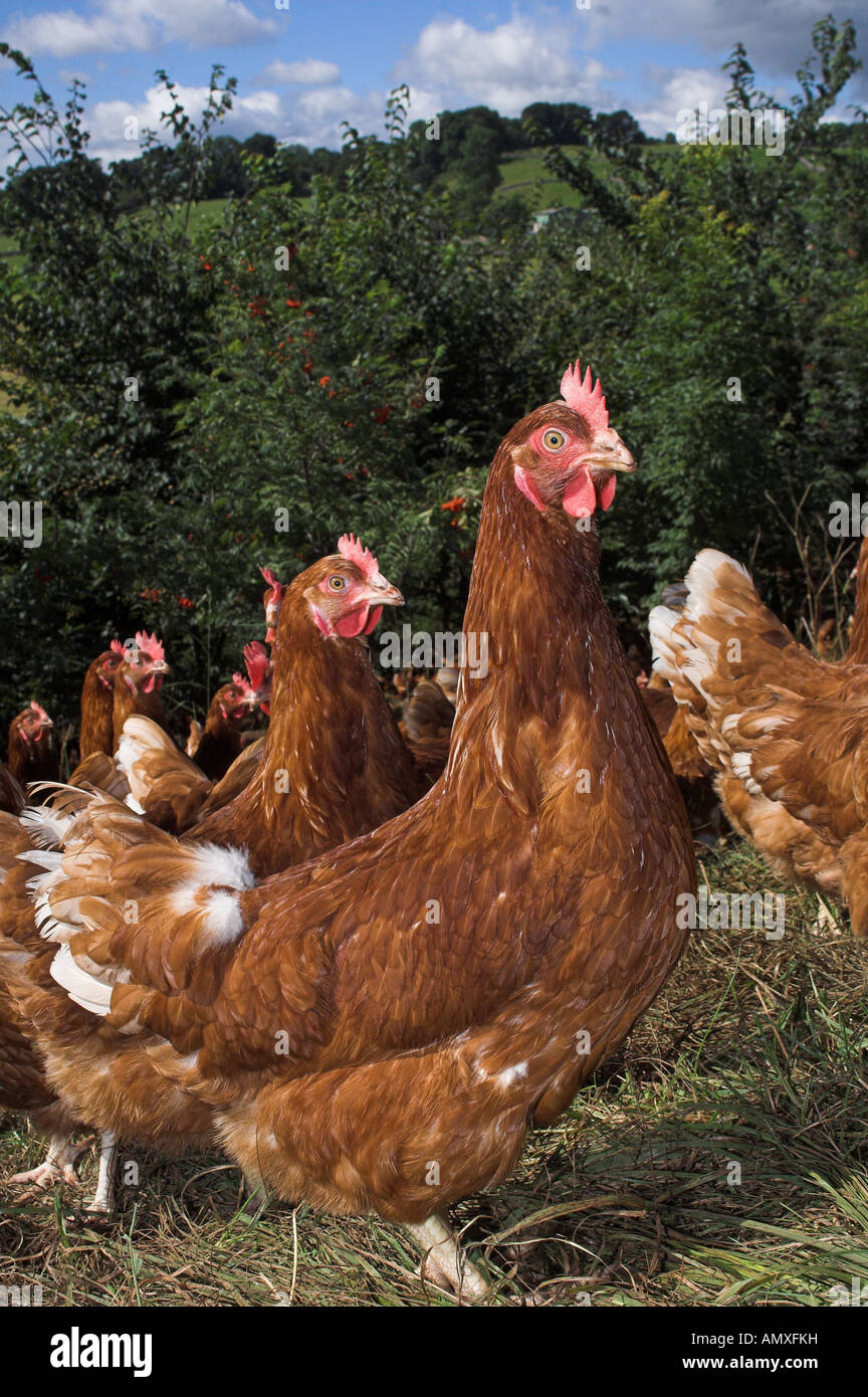 Free Range hens feeding in woodland Stock Photo