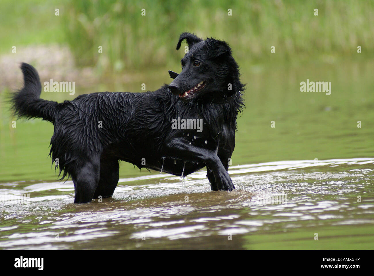 Dog playing in water Stock Photo - Alamy