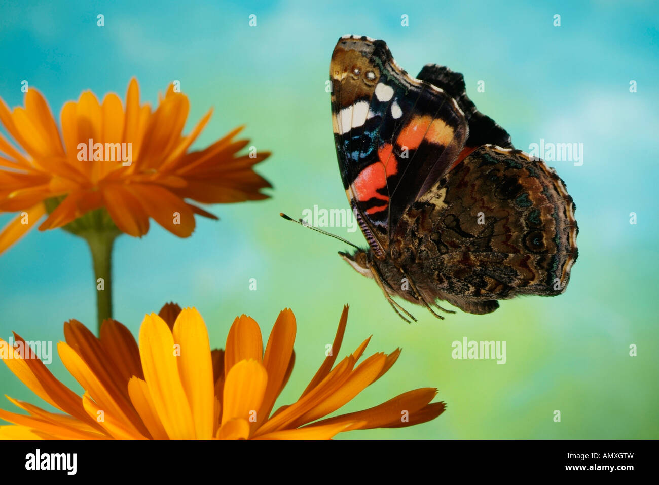 Close-up of Red Admiral (Vanessa atalanta) butterfly hovering over marigold flower Stock Photo