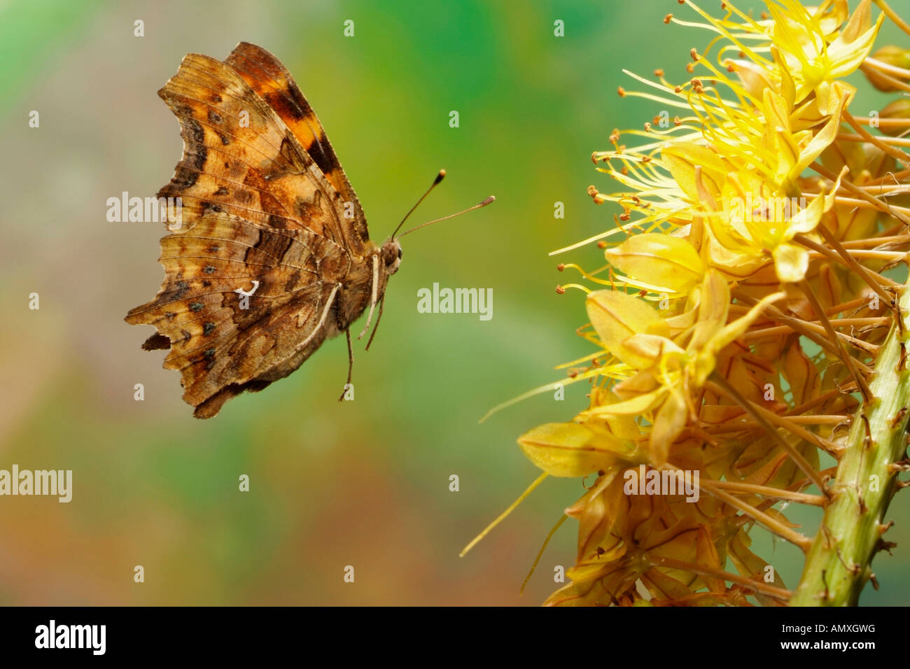 Close-up of Comma (Polygonia c-album) butterfly flying near flower Stock Photo